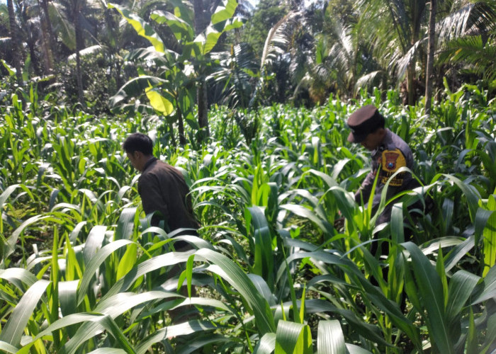 Dukung Asta Cita Presiden, Bhabinkamtibmas Polsek Ranuyoso Turun Langsung Dampingi Petani Jagung