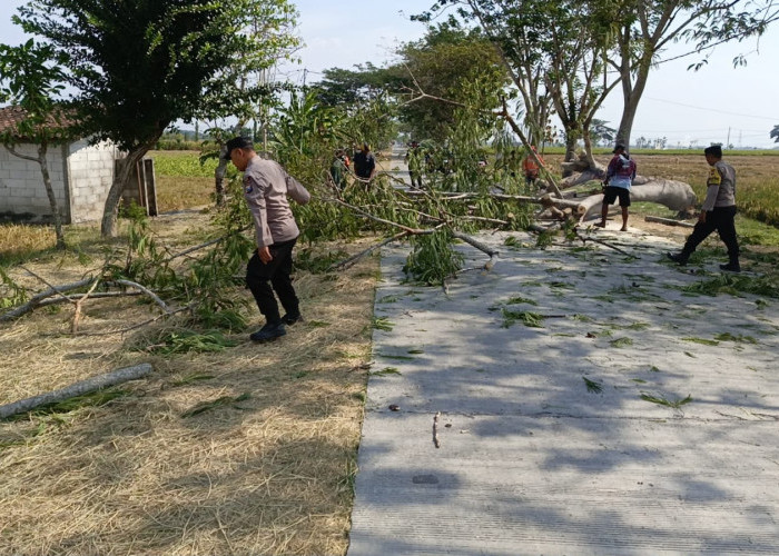 Respon Cepat Polsek Padas Evakuasi Pohon Tumbang di Jalan Raya, Pastikan Arus Lalin Lancar