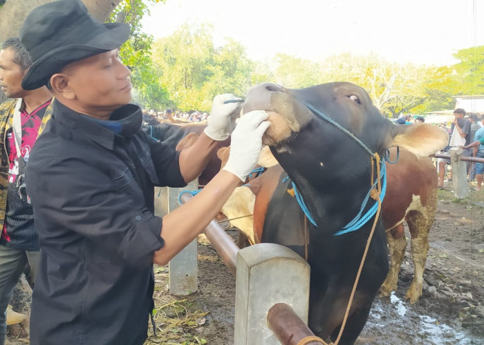 Hewan Kurban di Ngawi Dipastikan Sehat Jelang Iduladha 1446 H