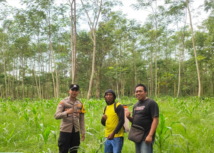 Kawal Program Asta Cita Presiden, Polsek Kunir Dampingi Petani Sukosari Menuju Swasembada Pangan