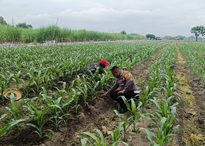 Polsek Tarik Dukung Program Ketahanan Pangan Nasional