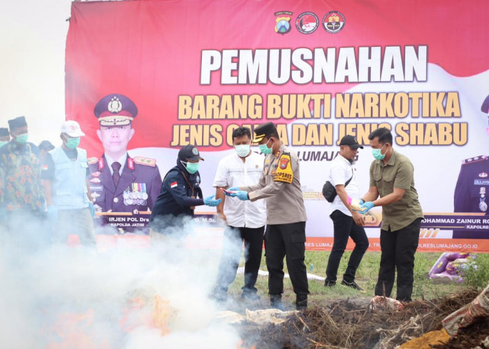 Polres Lumajang Musnahkan Puluhan Ribu Batang Ganja di Lereng Semeru, Pengungkapan Terbesar di Pulau Jawa