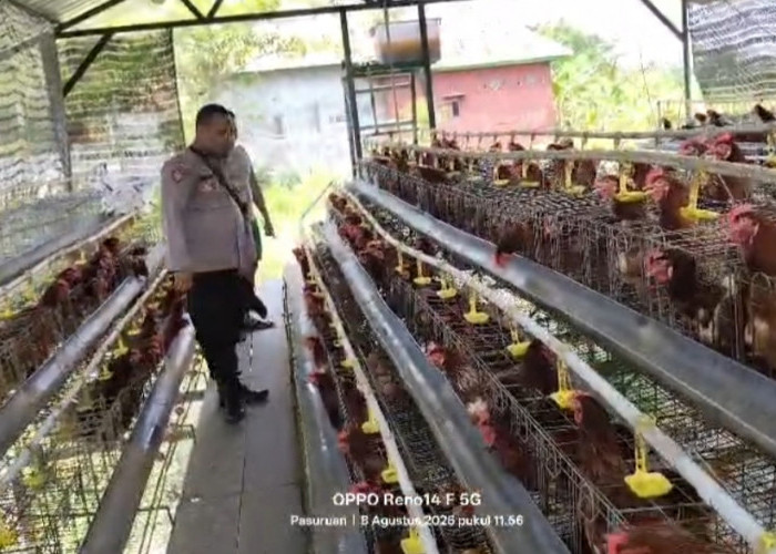 Polsek Rembang Dorong Budidaya Ayam Petelur di Kalisat Tambah Jaya