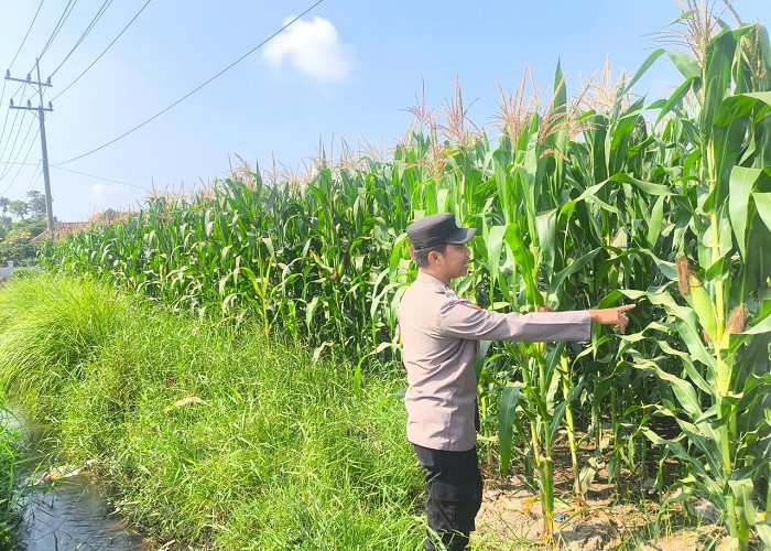 Polsek Sumbersuko Cek Produktivitas Jagung di Mojosari untuk Dukung Ketahanan Pangan