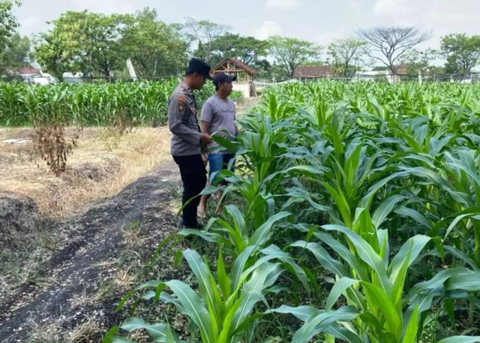 Bhabinkamtibmas Kedunggalar Monitoring Lahan Jagung Warga, Perkuat Ketahanan Pangan di Ngawi 