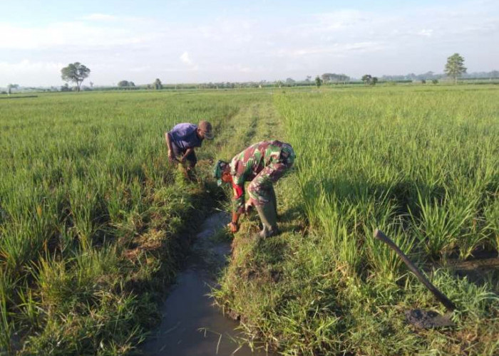 Babinsa Nogosari dan Warga Lumajang Kompak Bersihkan Irigasi Dukung Pertanian