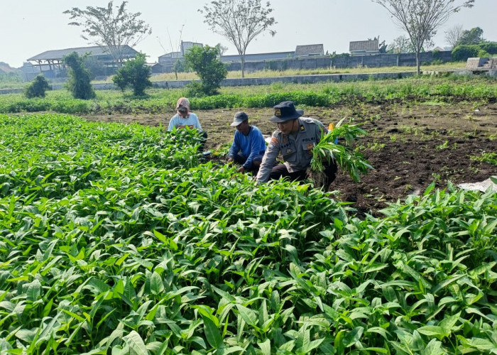 Polsek Porong Dorong Ketahanan Pangan, Bantu Warga Tanam Kangkung di Pekarangan Juwetkenongo