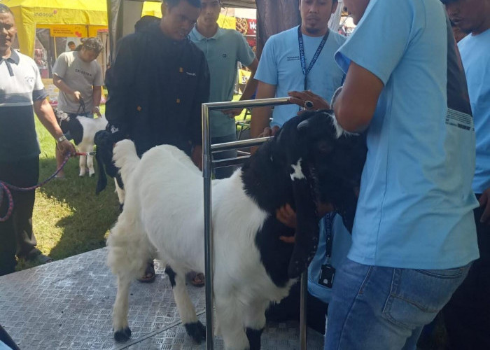 Kontes Kambing Etawa di Jombang Dibanjiri Pengunjung