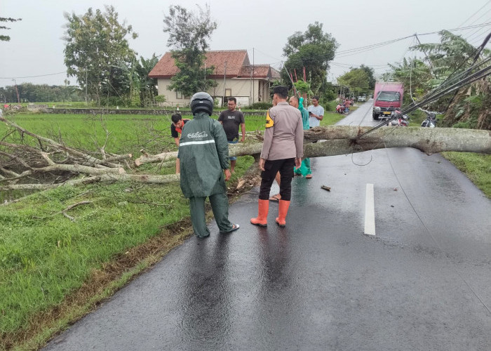 Polisi Ngawi Sigap Evakuasi Pohon Tumbang di Kedunggalar, Arus Lalu Lintas Kembali Normal