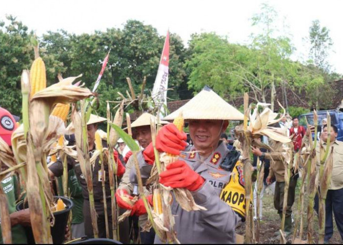 Dukung Ketahanan Pangan, Kapolres Bojonegoro AKBP Mario Panen Raya Jagung