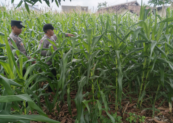 Polsek Jatiroto Tinjau Lahan Jagung, Wujudkan Ketahanan Pangan Nasional