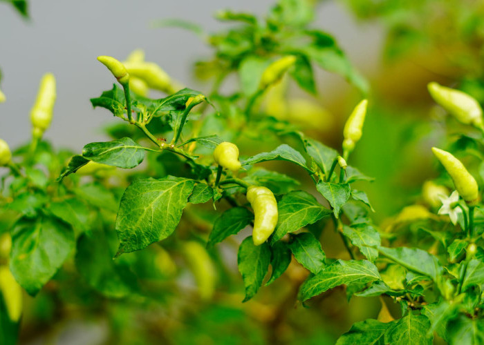 Tanpa Pestisida Kimia, Ini 5 Cara Alami atasi Hama Daun Keriting pada Tanaman Cabai