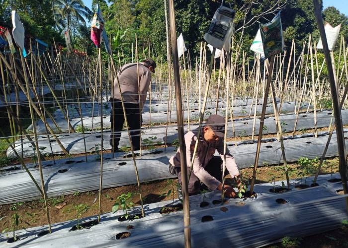 Sinergi Polri-Petani, Langkah Nyata Polsek Gucialit Dorong Ketahanan Pangan