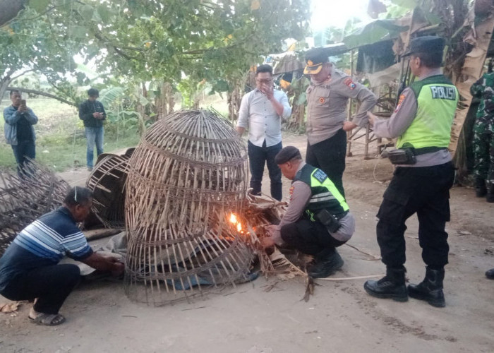 Judi Sabung Ayam Ngoro Digerebek, Petaruh Kabur Polisi Bakar Alat Judi 