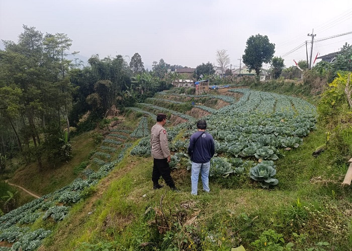 Polsek Nongkojajar Dampingi Petani Blarang Budidaya Kubis untuk Dukung Ketahanan Pangan