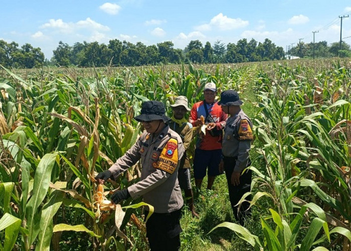 Polresta Sidoarjo Dorong Swasembada Pangan Lahan Jagung Di Balongbendo Siap Panen