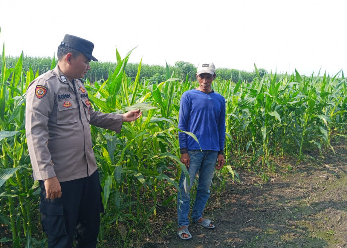 Polsek Krembung Dampingi Petani Kembangkan Lahan Jagung untuk Swasembada Pangan
