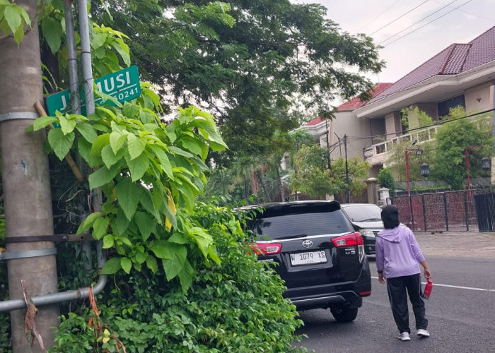 Terhalang Rimbun Daun dan Sasaran Vandalisme, Papan Nama Jalan Musi Surabaya Sulit Terbaca Pengguna Jalan