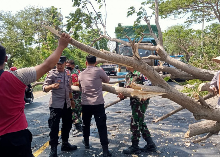 Gerak Cepat, Personel Polres Situbondo Evakuasi Pohon Tumbang di Jalan Raya Pantura 