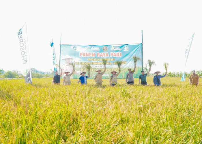 Di Tengah El Nino, Petani Sidokumpul Berhasil Panen Raya Padi