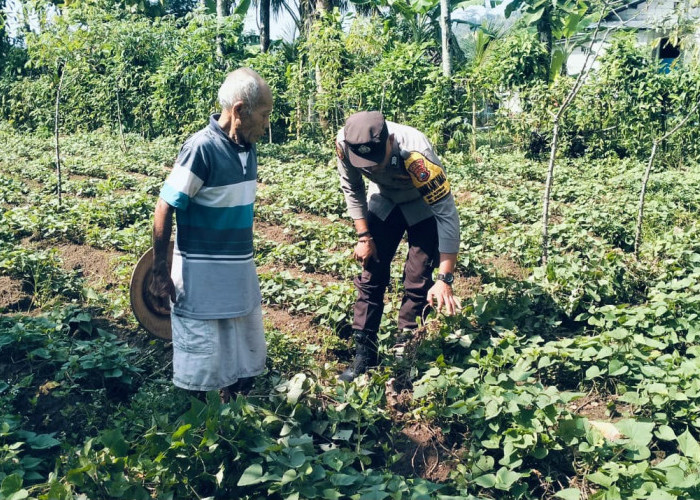 Bhabinkamtibmas Jogorogo Monitoring Pekarangan Cabai dan Terong Warga, Dukung Ketahanan Pangan di Ngawi 