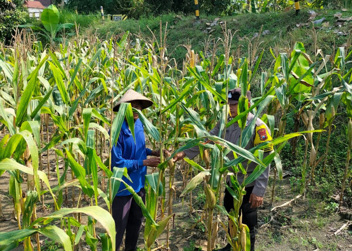 Bhabinkamtibmas Karanganyar Monitoring Tanaman Jagung Warga, Dukung Ketahanan Pangan di Ngawi 