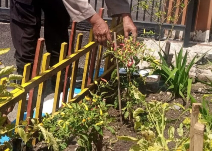 Manfaatkan Halaman Mapolsek, Anggota Polsek Temayang Tanam Cabai Hingga Tomat