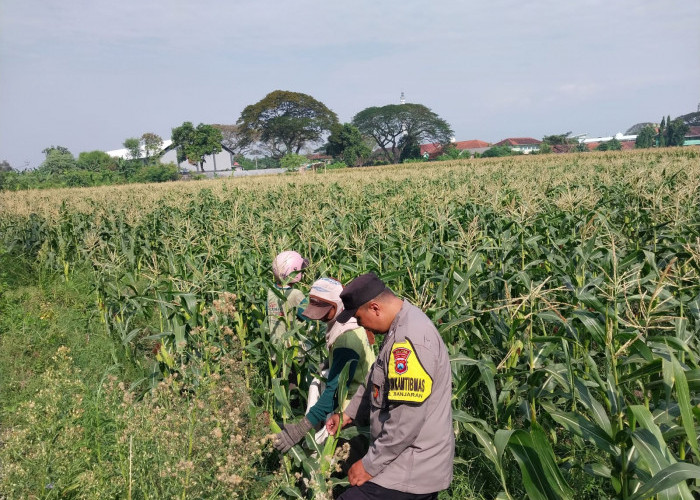 Demi Panen Maksimal, Bhabinkamtibmas Banjaran Intensif Dampingi Petani Jagung