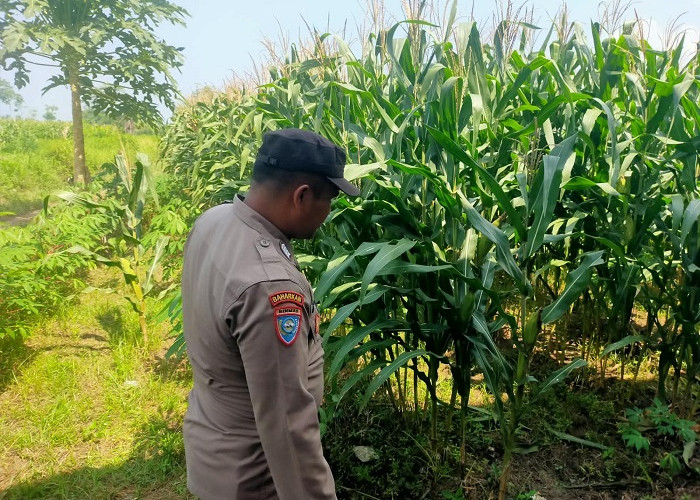 Bhabinkamtibmas Polsek Kunir Cek Pertumbuhan Jagung Warga Kabuaran Lumajang