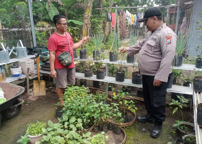 Bhabinkamtibmas Kedunggalar Monitoring Budidaya Cabe Warga, Dukung Ketahanan Pangan Mandiri di Ngawi 