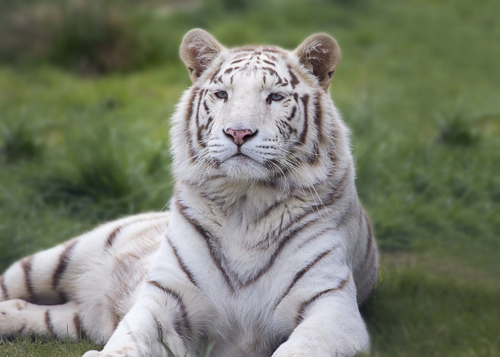 Harimau Putih: Mengungkap Misteri di Balik Mitos