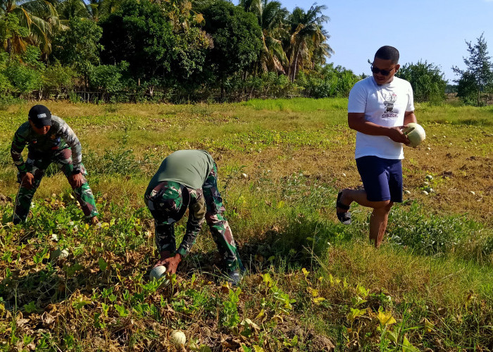 Kedekatan Angota Satgas TMMD ke-121, Bantu Warga Panen Melon