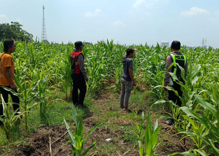 Dorong Swasembada Pangan, Polisi Cek Lahan Jagung di Jabaran Balongbendo