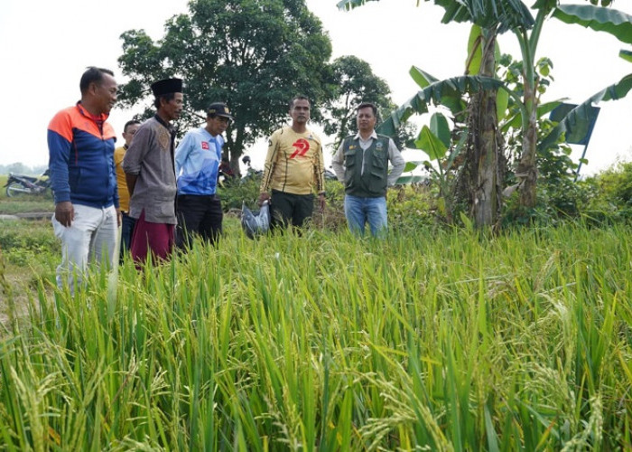 Jaga Ketahanan Pangan, Bupati Bangkalan Blusukan Tinjau Irigasi dan Sentra Beras