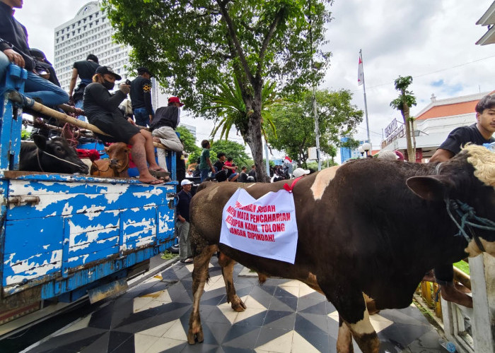Tolak Relokasi, Ratusan Jagal RPH Pegirian Kepung DPRD Surabaya, Ancam Sembelih Sapi di Depan Gedung