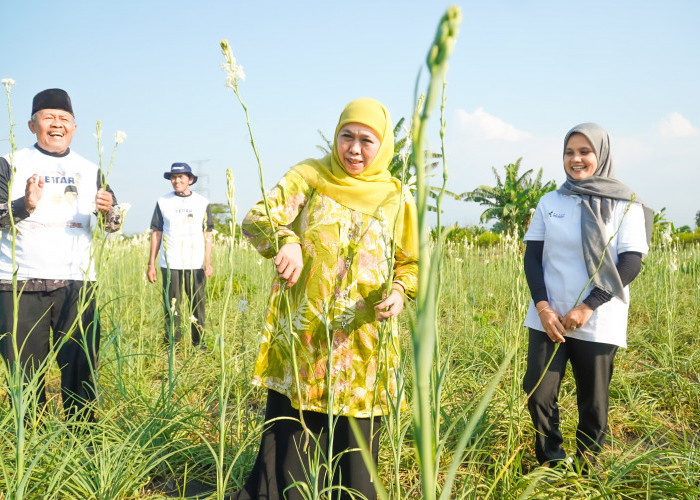 Panen Bunga Sedap Malam, Khofifah: Petani Milenial Jatim Tertinggi di Indonesia