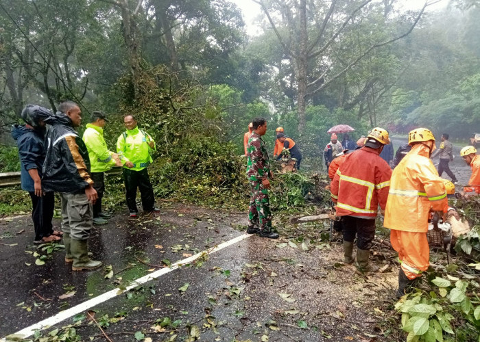 Petugas Gabungan Evakuasi Pohon Tumbang di Jalur Sarangan–Cemoro Sewu Magetan