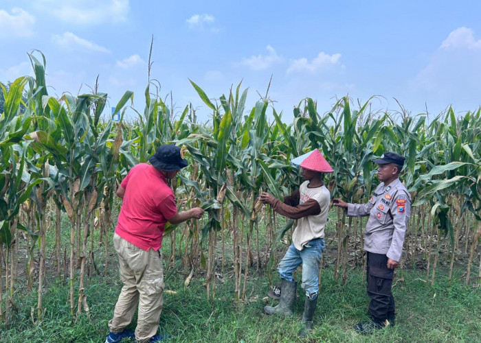 Dukung Ketahanan Pangan, Polisi dan Petani Optimalkan Lahan Jagung di Prambon