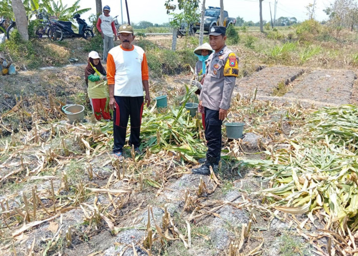 Panen Jagung di Jombang, Polsek Kudu Turun Langsung Motivasi Petani Perkuat Ketahanan Pangan