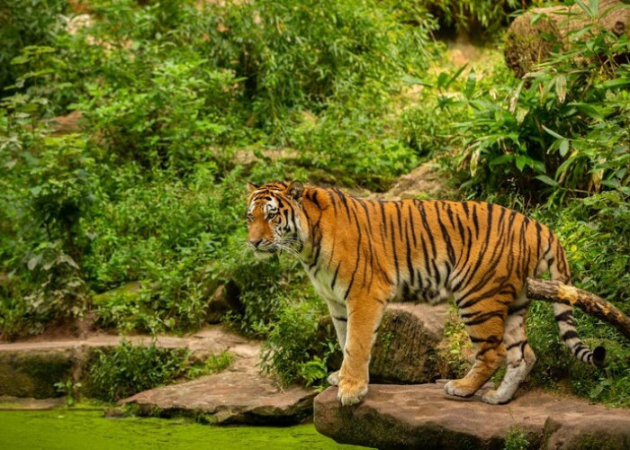 Harimau Sumatra: Upaya Menyelamatkan Spesies Langka