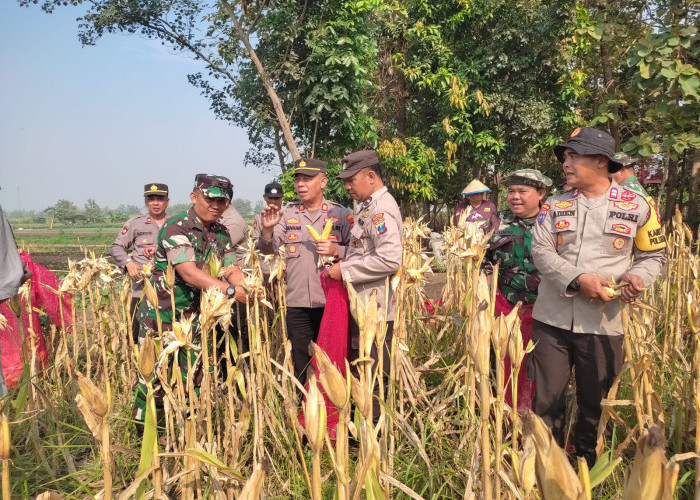 Forkopimka Krembung Panen Jagung Lemujut, Dukung Program Ketahanan Pangan 