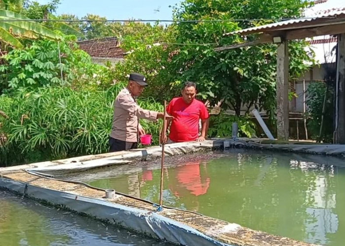 Bhabinkamtibmas Geneng Monitoring Budidaya Lele, Dukung Ketahanan Pangan dan Gizi Warga