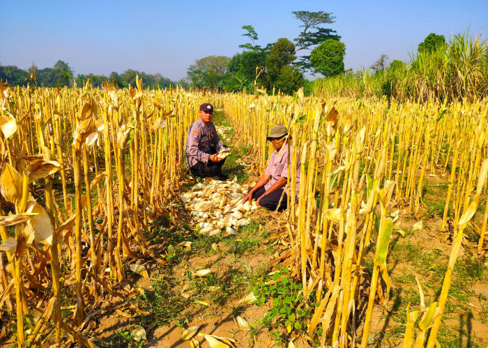 Bhabinkamtibmas Sidomulyo Dampingi Panen Jagung, Wujud Nyata Dukungan Polri pada Ketahanan Pangan Nasional