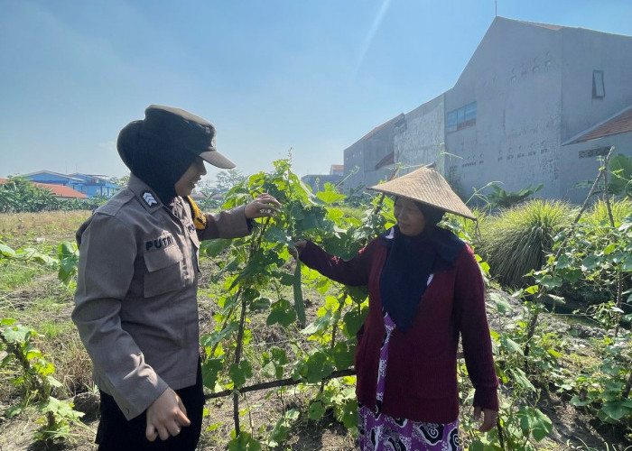 Bripka Putri Turun ke Pertanian, Dukung Ketahanan Pangan Lewat Pendampingan Petani Ubi Sedati