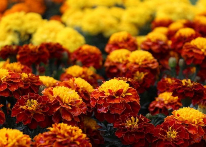 Bunga Marigold, Si Cantik yang Kaya Manfaat