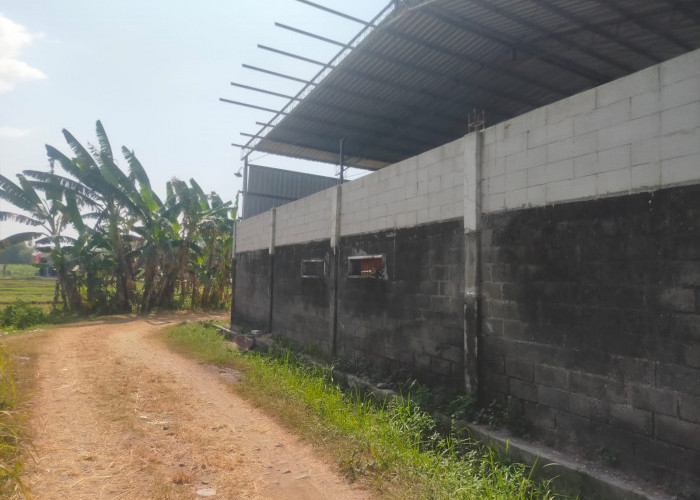 PBG Belum Diajukan, Aktivitas Pengelolaan Ayam di Sugihwaras Disorot