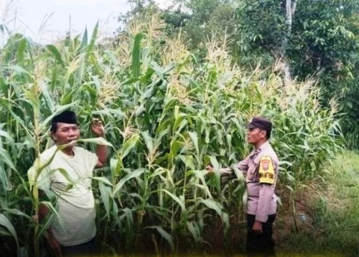 Puncak Kemarau, Polsek Konang Pantau Tumbuh Kembang Tanaman Jagung Petani 