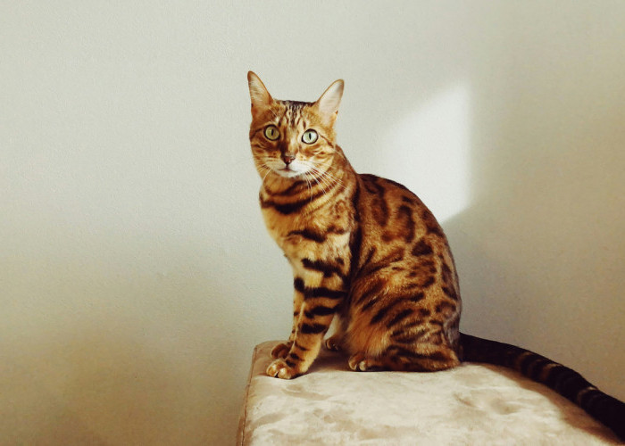 Mengenal Jenis Kucing Bengal, Membedakan yang Asli dan Palsu serta Kisaran Harganya