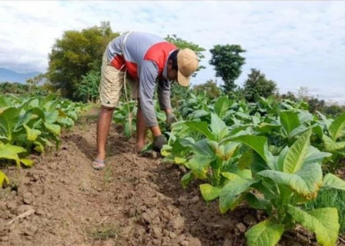 Serangan Hama dan Cuaca Buruk, Petani Tembakau Ponorogo Terancam Gagal Panen