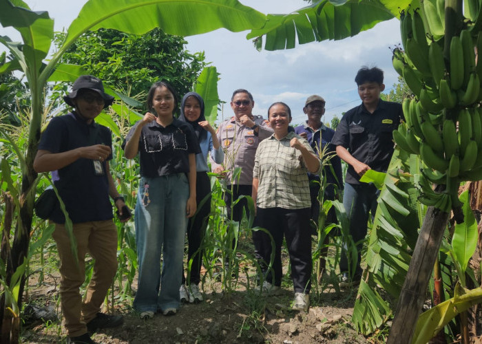 Gandeng Akademisi, Polsek Kenjeran dan Mahasiswa UPN Riset Kualitas Jagung di Lahan Tambak Wedi